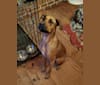 Raisin, a Staffordshire Terrier and Labrador Retriever mix tested with EmbarkVet.com