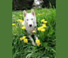 Inayya a dog tested with EmbarkVet.com