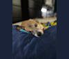 Furnando, a Chihuahua and Poodle (Small) mix tested with EmbarkVet.com