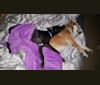 Lucky, a Labrador Retriever and Staffordshire Terrier mix tested with EmbarkVet.com