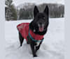 Kato, a Siberian Husky and Norwegian Elkhound mix tested with EmbarkVet.com