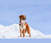 Honey, a Bernese Mountain Dog and German Shepherd Dog mix tested with EmbarkVet.com