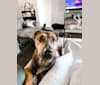 Louie, an Australian Cattle Dog and Labrador Retriever mix tested with EmbarkVet.com