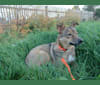 Daisy, an Eastern European Village Dog and Siberian Husky mix tested with EmbarkVet.com