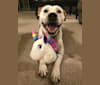 Posey, a Staffordshire Terrier and Australian Cattle Dog mix tested with EmbarkVet.com