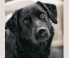Luna, a German Shepherd Dog and Boxer mix tested with EmbarkVet.com