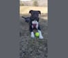 Daisy, a Boxer and Labrador Retriever mix tested with EmbarkVet.com