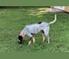 Photo of Brian McGrattan, a Bluetick Coonhound  in Nashville, Tennessee, USA