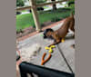 Alpheus, an American Village Dog and German Shepherd Dog mix tested with EmbarkVet.com