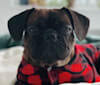 Watson, a French Bulldog and Pug mix tested with EmbarkVet.com