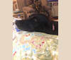 Sophie, a Labrador Retriever and Border Collie mix tested with EmbarkVet.com