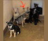 Photo of Loki, an American Pit Bull Terrier, Siberian Husky, and German Shepherd Dog mix