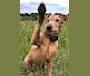 Photo of Madison (IKC - The Mad Patter), a Russell-type Terrier, Lakeland Terrier, and Border Terrier mix in Ireland
