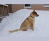 Photo of Duvel, a Siberian Husky, German Shepherd Dog, and Mixed mix in Lansing, Michigan, USA