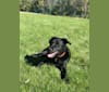 Caesar, a Labrador Retriever and Staffordshire Terrier mix tested with EmbarkVet.com