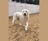 Finnegan, an Anatolian Shepherd Dog and Great Pyrenees mix tested with EmbarkVet.com