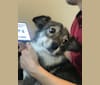 Jupiter, a Japanese or Korean Village Dog tested with EmbarkVet.com