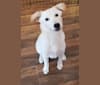 Photo of Ellie, an Australian Cattle Dog, Great Pyrenees, Labrador Retriever, and Mixed mix in Fulton, Missouri, USA