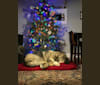 Cheesecake, a Central Asian Shepherd Dog and Sarplaninac mix tested with EmbarkVet.com