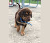 Trooper, a Bloodhound and Labrador Retriever mix tested with EmbarkVet.com