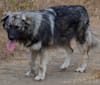 River, a German Shepherd Dog and Alaskan Malamute mix tested with EmbarkVet.com