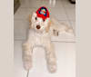 Kilo, a Poodle (Standard) tested with EmbarkVet.com