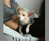 Photo of Froyo, a Chihuahua, Miniature Pinscher, American Eskimo Dog, Dachshund, and Mixed mix in California, USA
