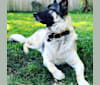 Ash, a German Shepherd Dog and Akita mix tested with EmbarkVet.com