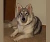 Nemesis, an Alaskan Malamute and German Shepherd Dog mix tested with EmbarkVet.com