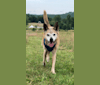 Rio, a German Shepherd Dog and American Pit Bull Terrier mix tested with EmbarkVet.com