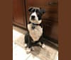 Photo of Easton, a Great Pyrenees, American Pit Bull Terrier, and Mixed mix in Houston, Texas, USA