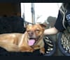 Paulie, a Chihuahua and Pug mix tested with EmbarkVet.com