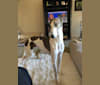 Sunny, a Greyhound and Whippet mix tested with EmbarkVet.com