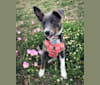 Fizz, an American Pit Bull Terrier and Australian Cattle Dog mix tested with EmbarkVet.com