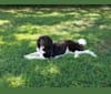 Dolly, a Newfoundland tested with EmbarkVet.com