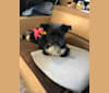 Tux, a Shih Tzu and Chihuahua mix tested with EmbarkVet.com