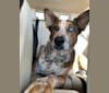 Photo of Stinson, an Australian Cattle Dog and Chow Chow mix in Lake Village, Arkansas, USA