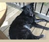 Ginny, a German Shepherd Dog and Labrador Retriever mix tested with EmbarkVet.com