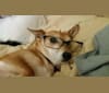 Charlie, a Chihuahua and Miniature Pinscher mix tested with EmbarkVet.com