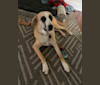 Willow, a Great Pyrenees and Australian Cattle Dog mix tested with EmbarkVet.com