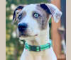 Photo of Archie, an American Pit Bull Terrier  in Crystal Springs, MS, USA