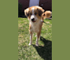 Nico, a South Asian Village Dog tested with EmbarkVet.com