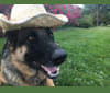 Phoebe, a German Shepherd Dog tested with EmbarkVet.com