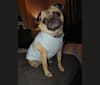 Photo of Holli, a Pug  in New Mexico, USA