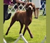 Photo of Toretto, a Redbone Coonhound  in Gresham, OR, USA