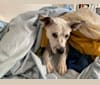 Kusi, a Boxer and German Shepherd Dog mix tested with EmbarkVet.com