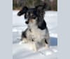 Photo of Sophie, a Poodle (Small), Russell-type Terrier, Cocker Spaniel, and Mixed mix in Winterland, Newfoundland and Labrador, Canada