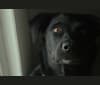 Hollie, a Labrador Retriever and Australian Cattle Dog mix tested with EmbarkVet.com