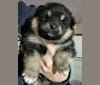 Photo of Kari, a Finnish Lapphund  in Middletown, NY, USA