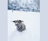 Photo of Oban, a Labrador Retriever  in Shenandoah, VA, USA